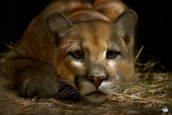 Puma concolor