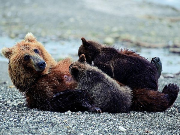 Лучшие фотографии National Geographic в марте